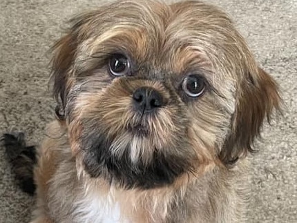 Frankie the Shih tzu has been crowned Warwick's cutest dog!