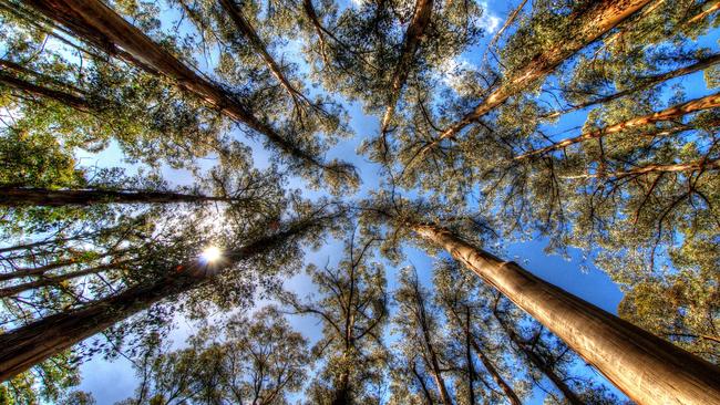 Look up: a eucalypt forest in Victoria. Picture: Alamy