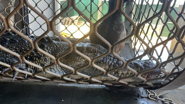 The 2.3m crocodile captured in a trap at Ross and Locke. Picture: Department of Environment, Science and Innovation