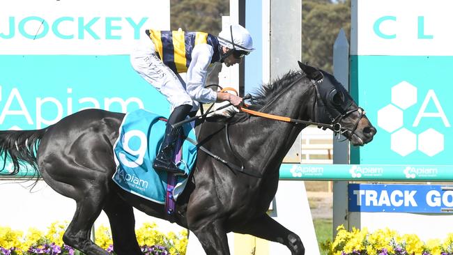 Sea King cruising to victory in the Bendigo Cup. Picture: Brett Holburt/Racing Photos via Getty Images