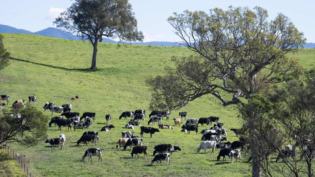 EastAusmilk chief executive Eric Danzi has warned the issues being faced by diary farmers may be passed onto Aussies at the checkout. Picture: NewsWire / Martin Ollman