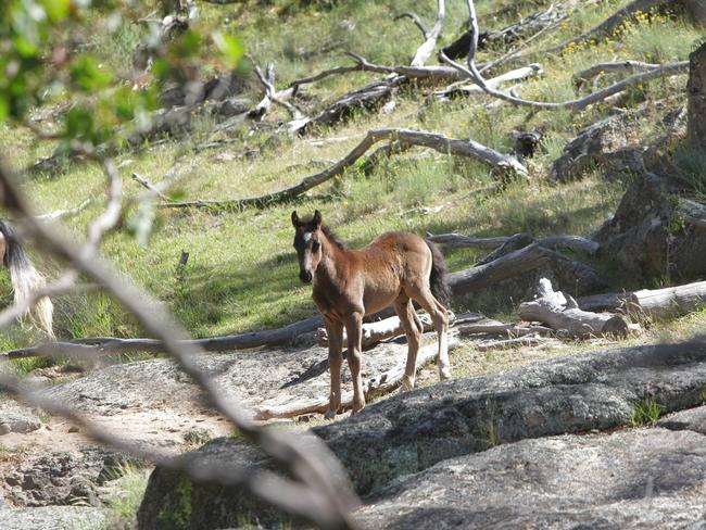 Another young brumby seen in the high country wilderness of the Snowy Mountains.