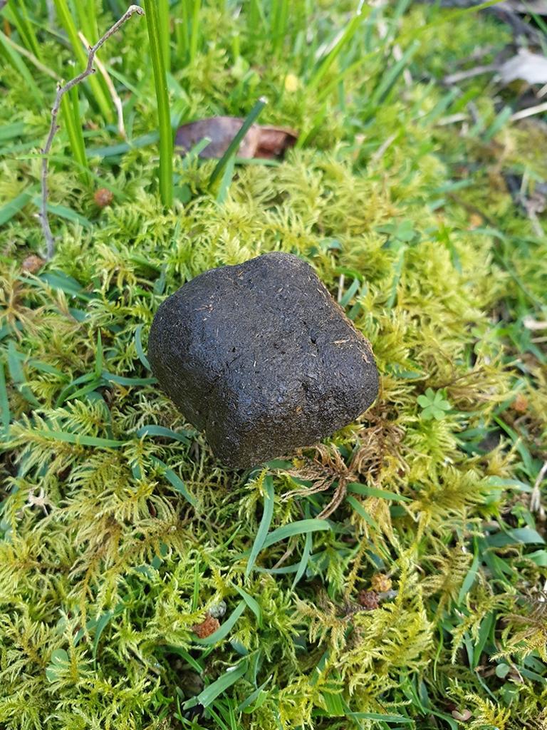 Breaking News Breaking News A piece of cube-shaped wombat poo which was the focus on an  international study