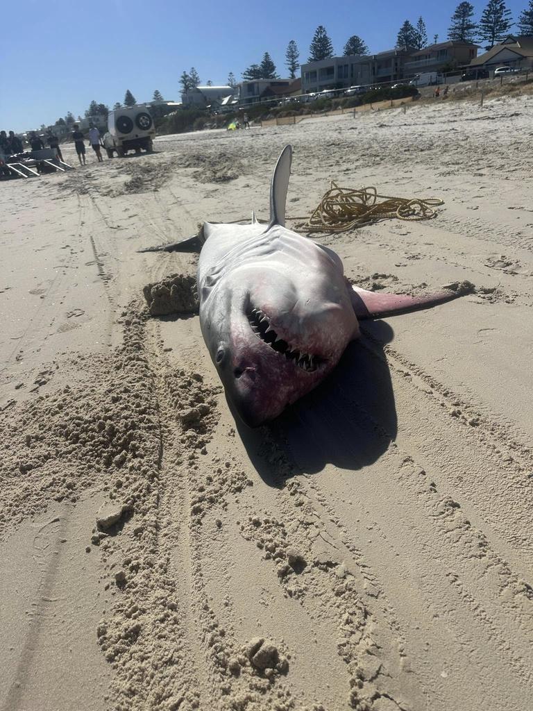 Sharks have also been hit by the bloom. Picture: Facebook