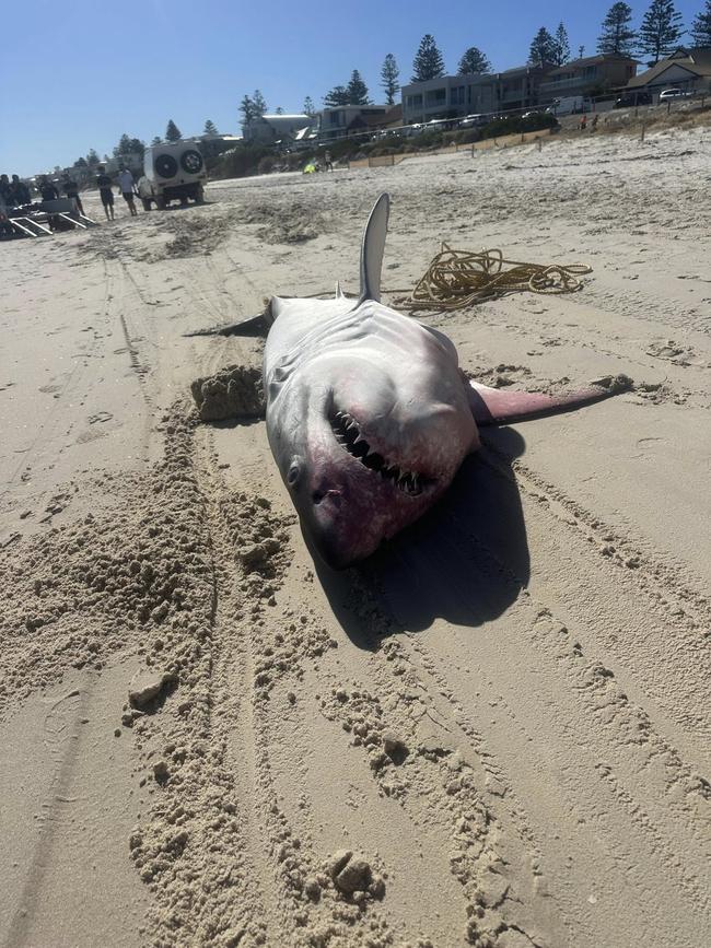 Sharks have also been hit by the bloom. Picture: Facebook