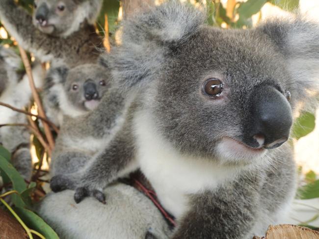 HOLD COURIER MAIL SUNDAY FOR MONDAY 9 month old rescue Koalas Balou (at front) with from leftTatiana, Zidane and Bobo who are being rehabilitated and cared for byAnnika Lehmann of Moreton Bay Koala Rescue. Photo Lachie Millard