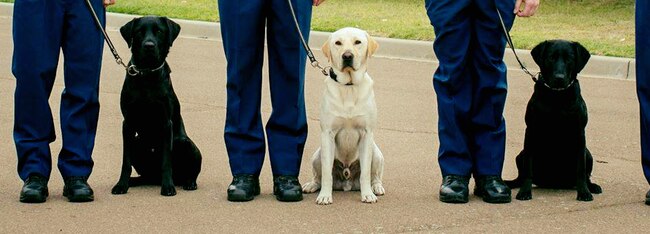 Police detection dogs Zoran (left) and Gilly (centre) were kept busy at the festival. Picture: Police Dog Unit Facebook