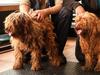 ‘Horrified’ minister quizzed on puppy farm ban for Tasmania