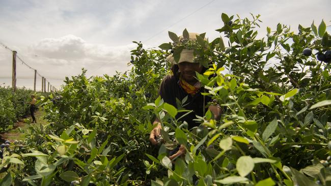 Workers at Andrew Bell’s blueberry farm. Picture: Nic Walker