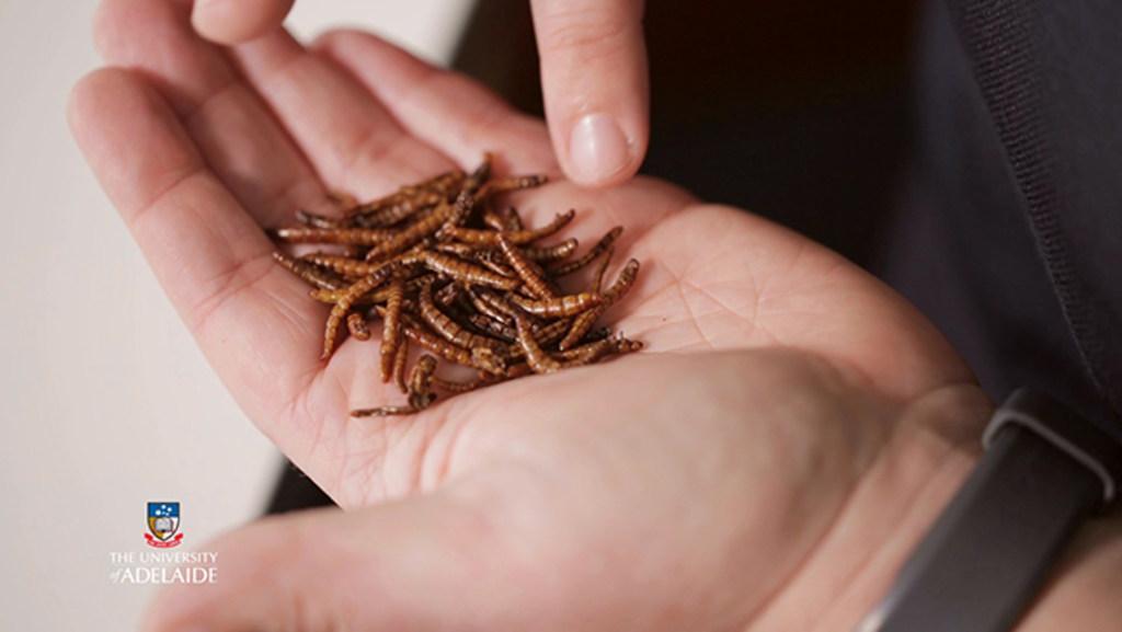 Edible insects: food for the future?