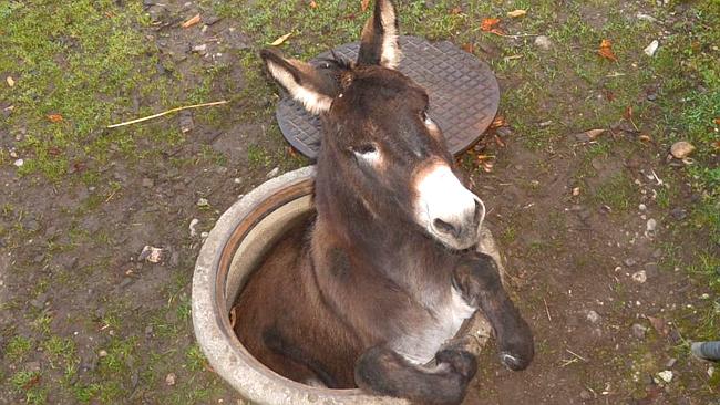 Donkey gets stuck in a manhole