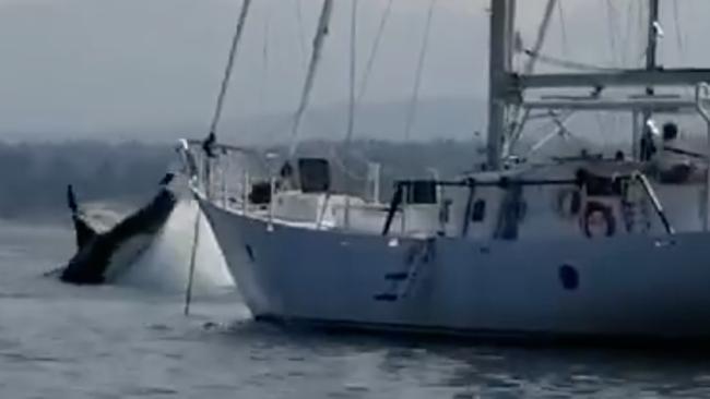 Killer Whale Drags Sailboat Around Vancouver Island Harbor