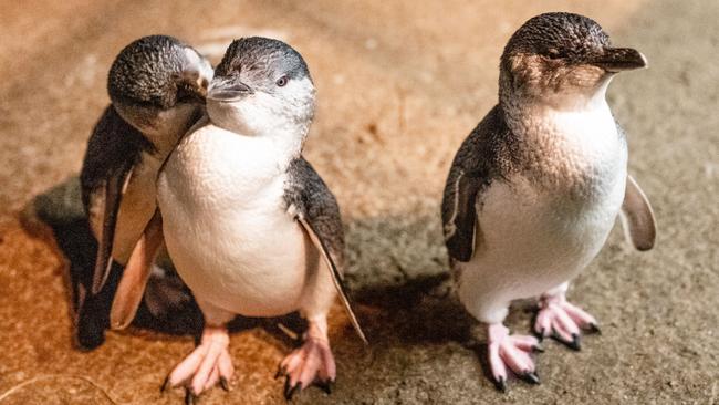 New research has revealed penguins will divorce their partner to increase their breeding success if unsatisfied with how many young their partner is providing. Picture: Phillip Island Nature Parks