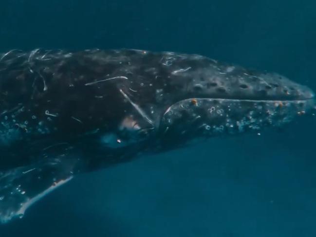 Stunning video of an unexpected encounter with a humpback whale has been shared on social media, quickly going viral.