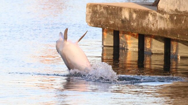 June tail walking at Glenelg. Picture: Jenni Wyrsta