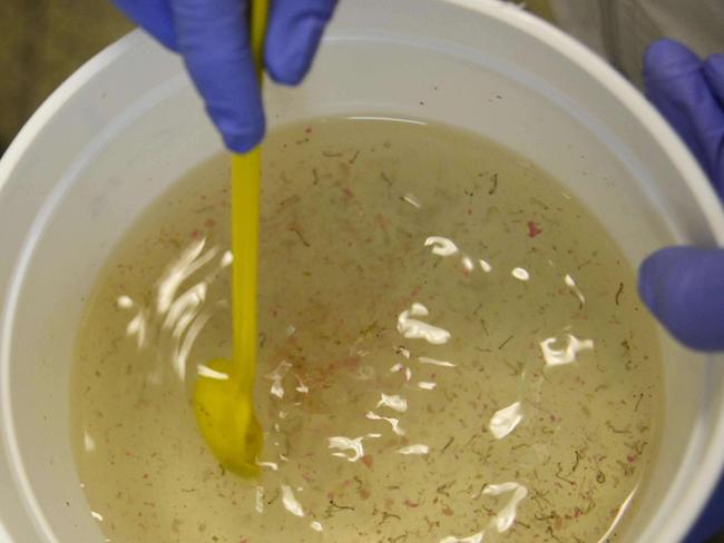 A lab researcher works with mosquitos at a lab of the SIU (Sede de Investigacion Universitaria) of the Antioquia University, on January 25, 2016 in Medellin, Antioquia department, Colombia. Local researchers of the Study and Control of Tropical Diseases Program (PECET), work to develop ways to combat the Zika virus epidemics. AFP PHOTO/Raul ARBOLEDA