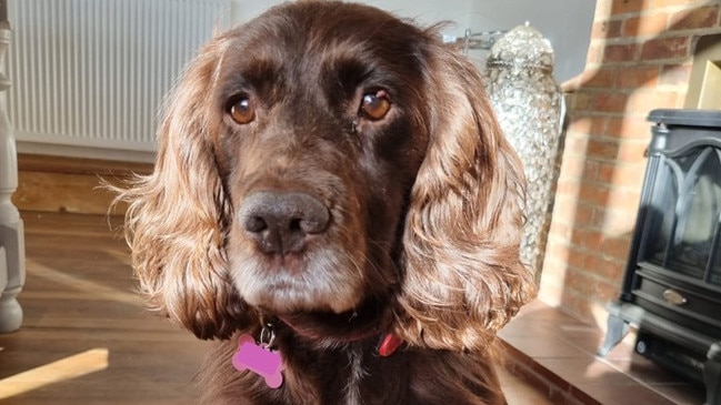 Cassie the cocker-spaniel has been reunited with her family after eight years. Picture: Sussex Police