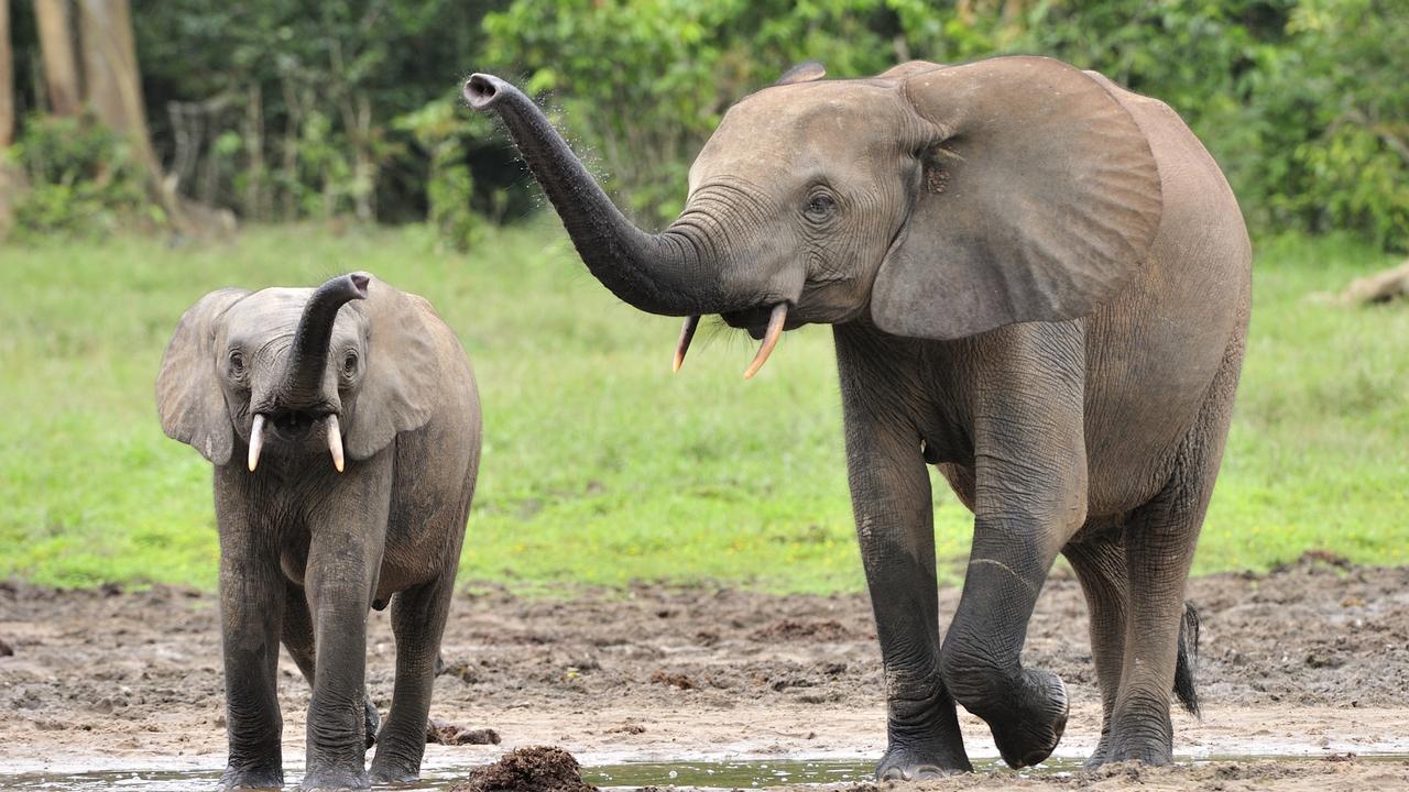 African forest elephants are critically endangered.