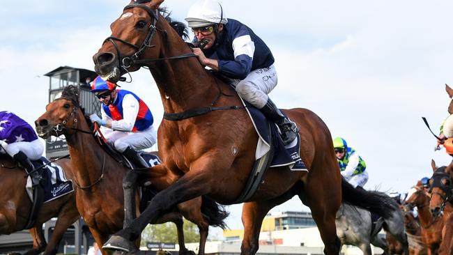 Orderofthegarter was penalised 1kg for the Caulfield and Melbourne Cups after his win in the MRC Foundation Cup at Caulfield. Photo: Pat Scala/Racing Photos via Getty Images.