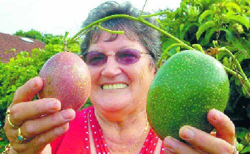 Gloria O’Neill shows off the giant passionfruit growing on a vine in her backyard garden at Wollongbar. The fruit, weighing around half a kilogram at present, is pictured with an average-sized passionfruit. . Picture: Cathy Adams