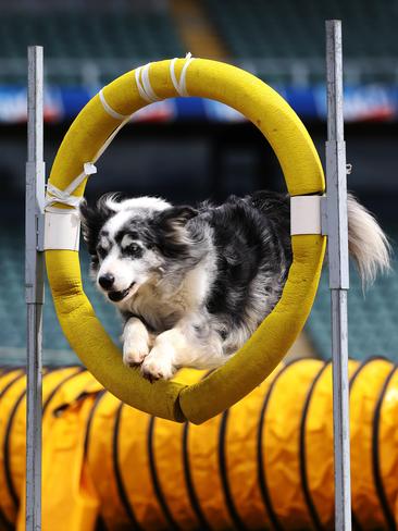 Border collie River, owned by Sarah Ward, during the excellent snooker.