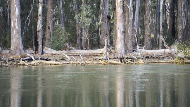 The inability of Murray River operators to get water through the narrowing Barmah-Millewa choke will cost downstream irrigators at least $230 million a year by 2030. Picture: Dannika Bonser