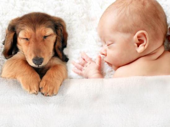 New baby and pets
