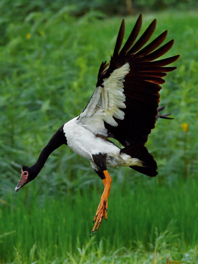 Magpie Goose.