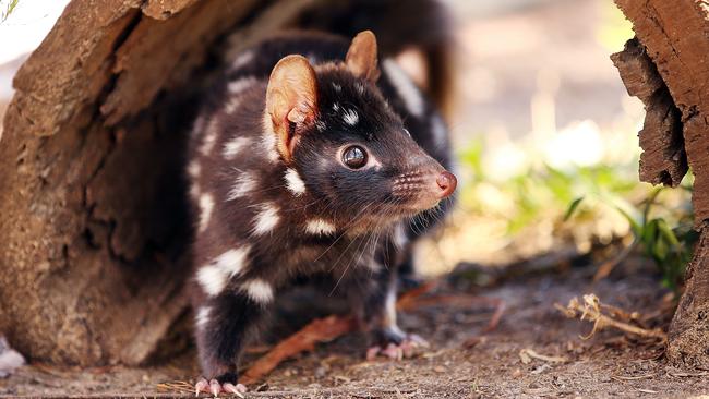 Australia's 20 most endangered mammals and how you can save them | KidsNews