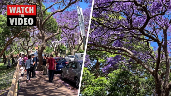 Tourists fill the street of Kirribilli for Jacarandas season