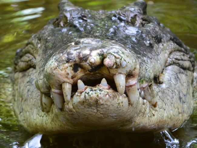 A salt water crocodile, also called a saltie or estuarine crocodile, shows its teeth in Queensland, Australia. Picture: iStock.