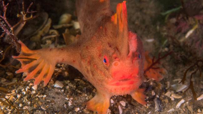 An adult red handfish Picture: Rick Stuart-Smith/IMAS