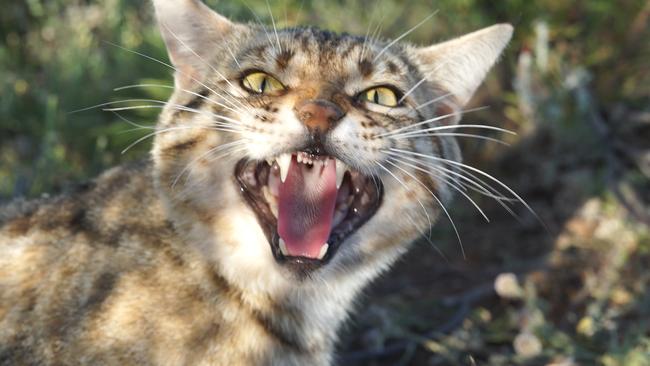 Cat experts have urged residents to keep their pets indoors to ensure wildlife are not attacked. Picture: Supplied/iStock