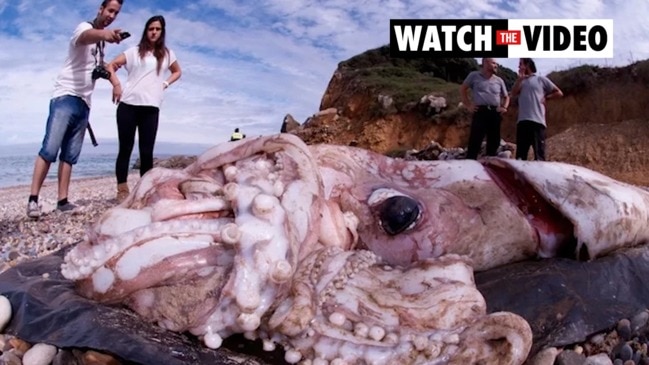 Pacific footballfish: California man finds incredible deep-sea fish washed  up on beach