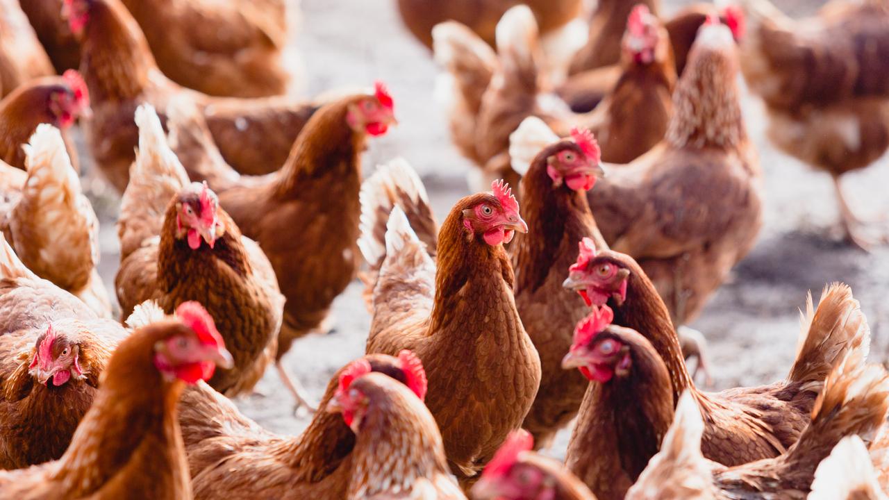 Bird flu: Avian influenza hits fifth farm, despite lockdown | The ...