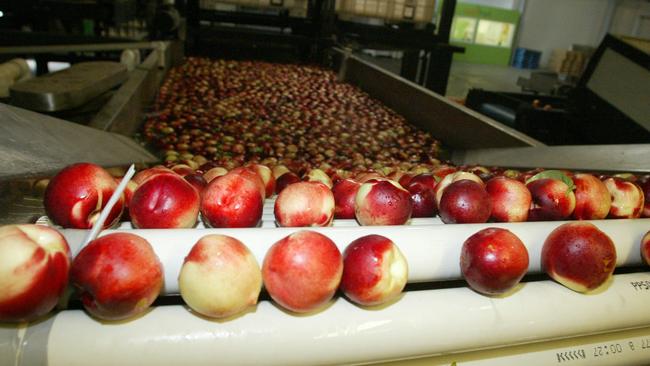 A labour hire company has been convicted and fined a total of $415,000 after a fruit picker died following a fall from a moving trailer during his second shift with the company. Picture: File