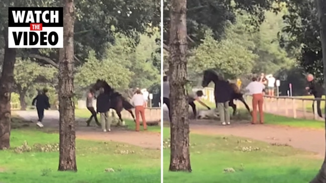 Dog attacks horse in wild video | Daily Telegraph