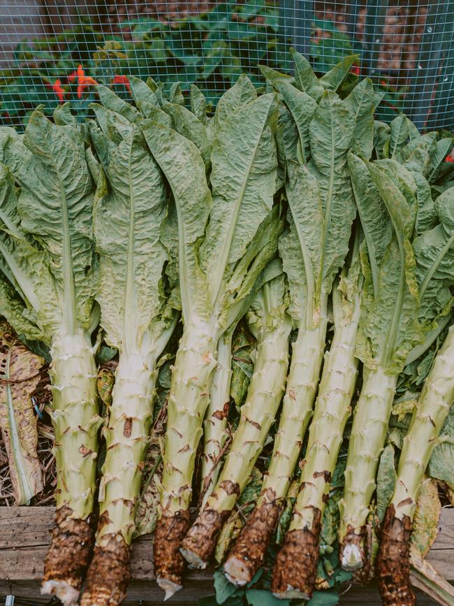 Celtuce