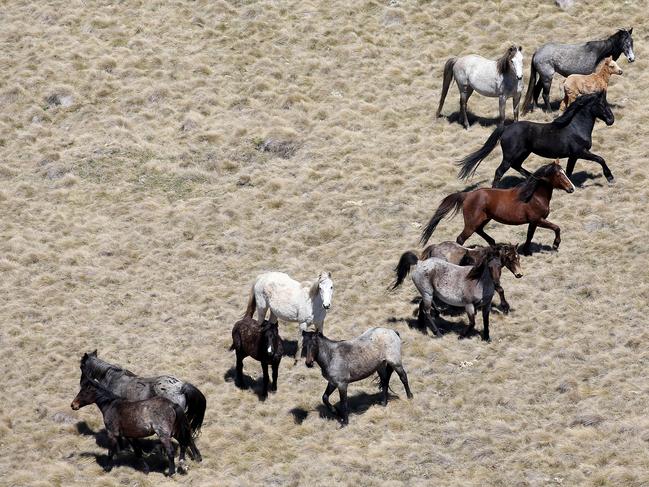 Wild brumbies roaming the Kosciuszko National Park. Picture: Stephen Cooper