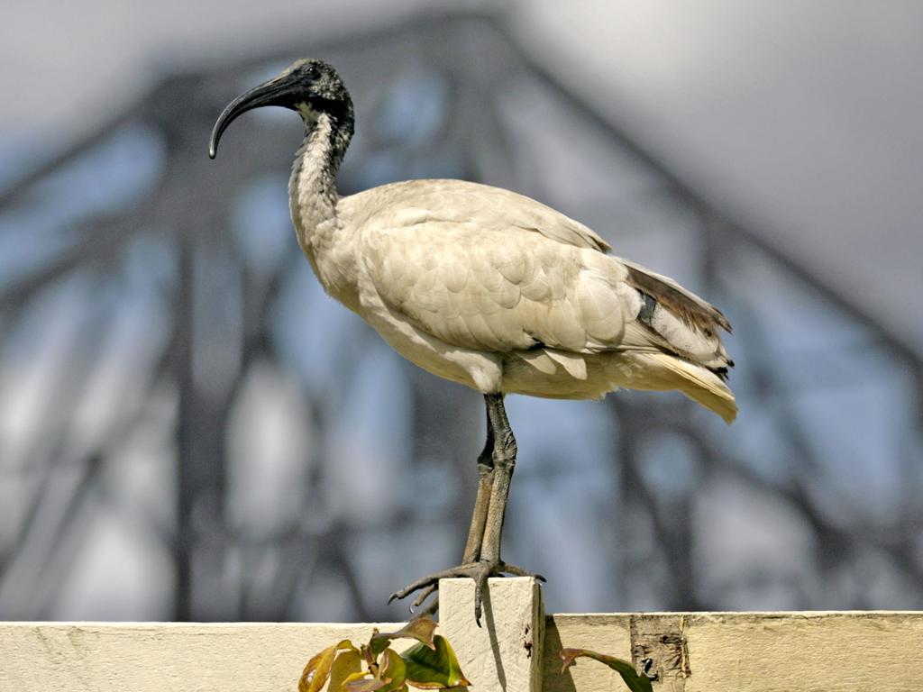 Brisbane Ibis