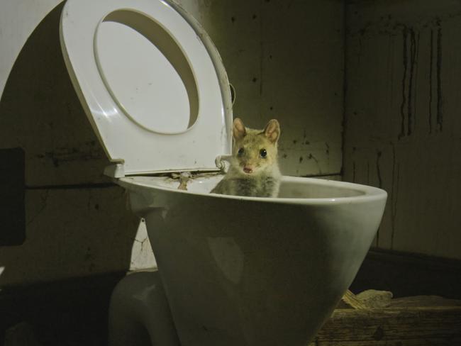 A quoll in the toilet of a derelict cottage in the documentary about the secret life of quolls. Picture: ABC