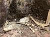 Snake spotto: Baby reptile slithers into hidey-hole