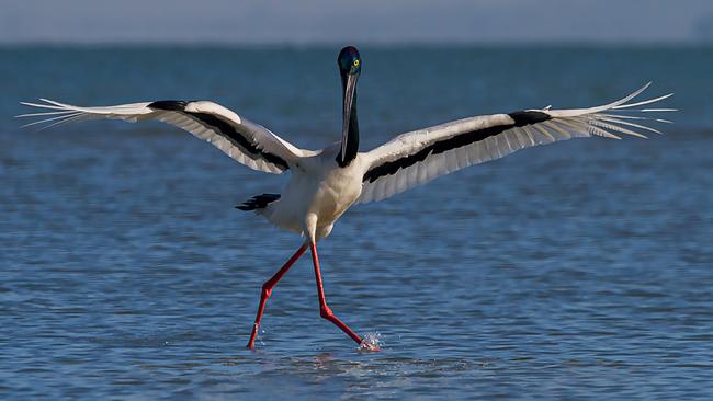 Outback in Focus photography competition finalist. Black-necked stork at Weipa, Cape York, photographed by Max Lane.