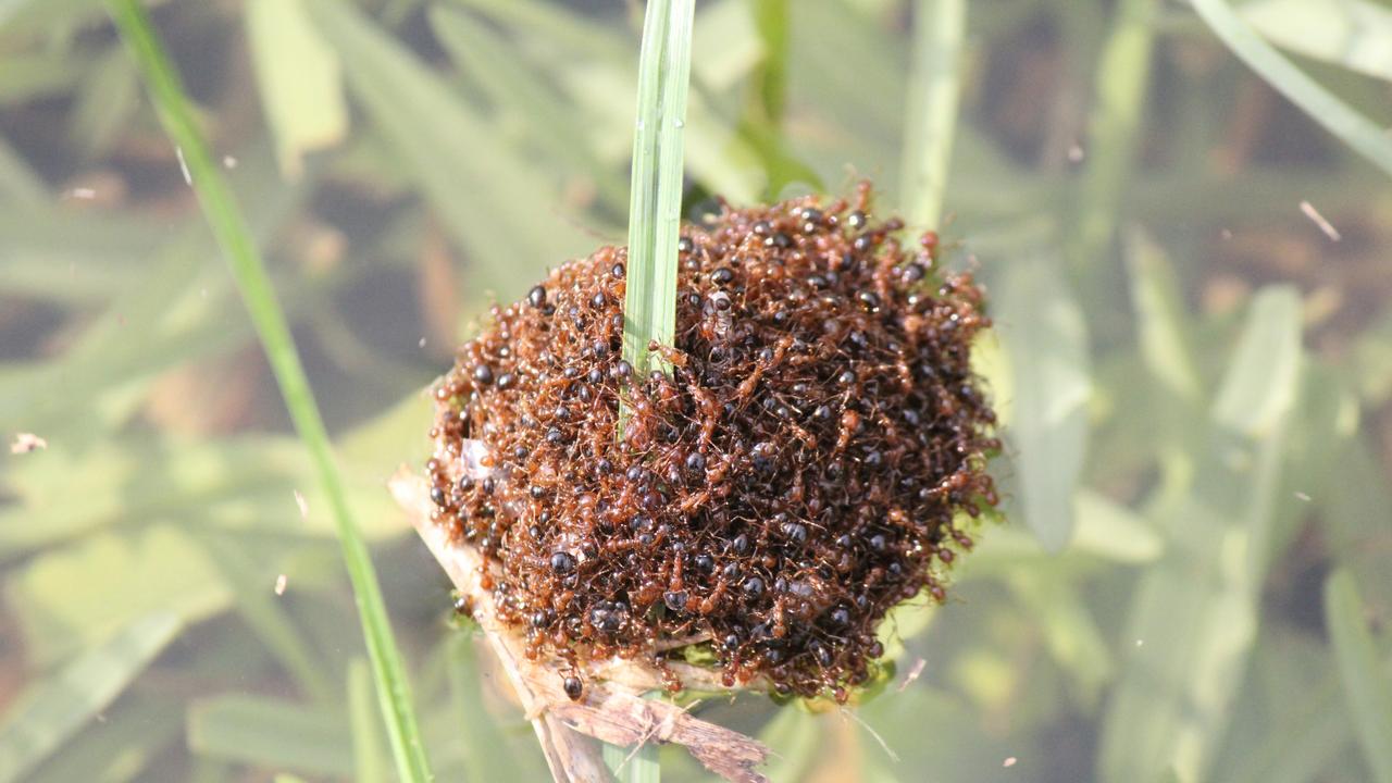 Fire ants have been found in Oakey. Photos: Invasive Species Council