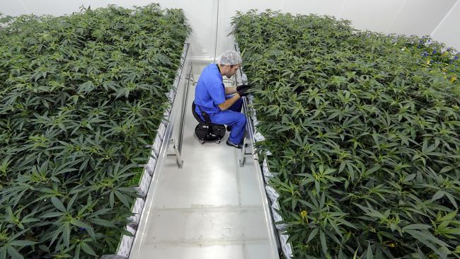 Medical marijuana will eventually just become another commodity. Picture: AP