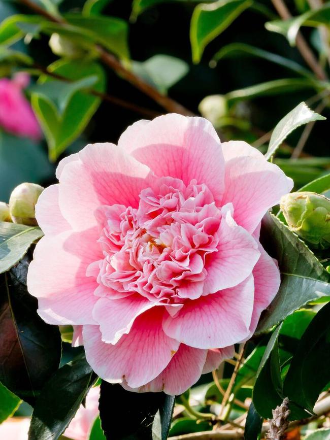 Camellia 'Hawaii'.