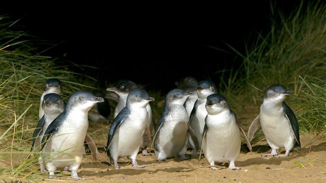 The Phillip Island penguins have been a big hit online.