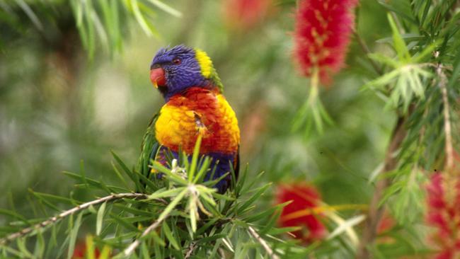 A rainbow lorikeet in Wendy Whiteley's secret garden in Lavender Bay. Picture: Brian Johnston