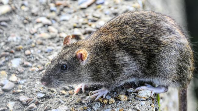 Chunks of bread attract vermin such as brown rats, Norway rats, Rattus norvegicus, to Three Kings Pond at Mitcham in Surrey. This brown rat is trailing its long tail over the side of a concrete wall surrounding the pond.