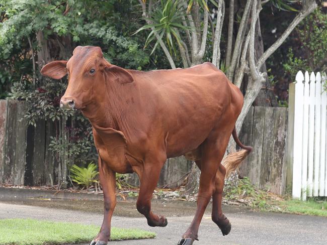 ‘Shot five … times’: Cow allegedly gunned down